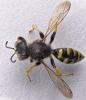Crabro peltatus